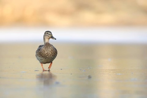 Mallard (Anas platyrhynchos) female on ice, North Rhine-Westphalia, Germany