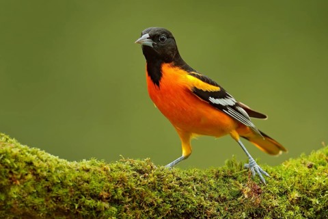 Baltimore Oriole, Icterus galbula, sitting on the green moss branch. Tropic bird in the nature