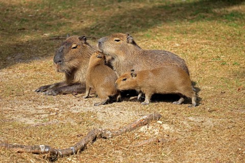 Capybara (Hydrochoerus hydrochaeris), capybara, adult, female, mother, young, on land, group,