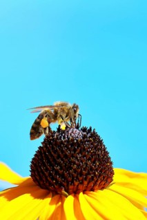 European honey bee (Apis mellifera), collecting nectar from a yellow coneflower (Echinacea