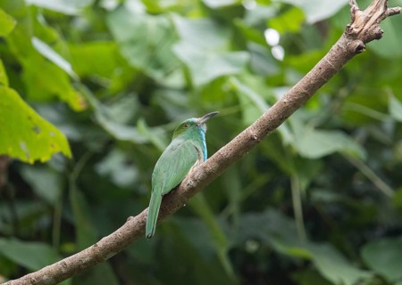 Bluebearded Bee Eater (Nyctyornis athertoni), Kaeng Krachan National Park, Thailand