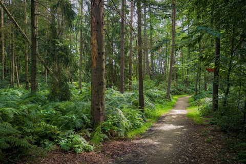 Wendelmannweg, forest path, walk cycle tour, cycle path, forest, nature, forest, nobody, Bad