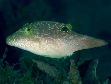 A pufferfish with a unique pattern, Eyespot Pufferfish (Canthigaster solandri), swimming in a dark