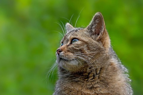 European wildcat, wild cat (Felis silvestris silvestris) close-up portrait of head