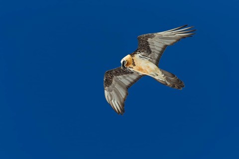 Bartgeier, Lammergeier, Gypaetus barbatus, Gypaetus barbatus meridionalis, Gypaète barbu,