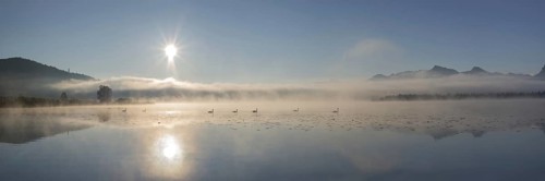 Swans (cygnus olor) at sunrise on Lake Hopfensee near Füssen, with the Tegelberg massif and the