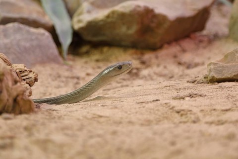 Black mamba (Dendroaspis polylepis), on sandy ground between rocks, captive, venomous snake,