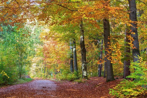 Forest path in the Tharandt Forest in autumn, near Grillenburg, Saxony, Germany