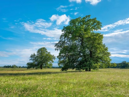 Meadow with solitary oaks in the Elbe floodplains near Dessau, Dessau-Wörlitz Garden Kingdom,