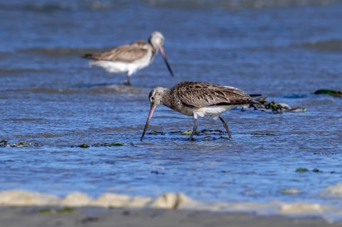 Two bar-tailed godwits (Limosa lapponica) foraging in shallow water on beach along the North Sea