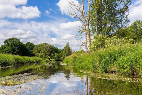 Große Röder near Großenhain with water plant River water crowfoot (Ranunculus fluitans) in bloom,