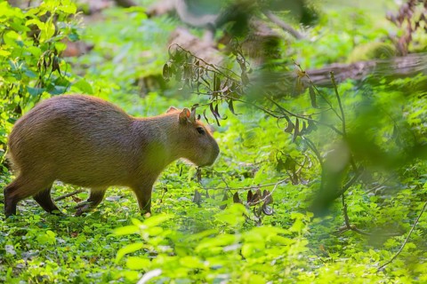A (greater) capybara (Hydrochoerus hydrochaeris) searches for food in the dense riparian vegetation