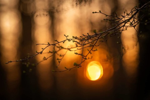 First green on branch in spring, forest, sunset, Stuttgart, Baden-Württemberg