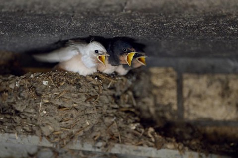 Barn Swallow (Hirundo rustica) chicks in nest begging for food, North Rhine-Westphalia, Germany