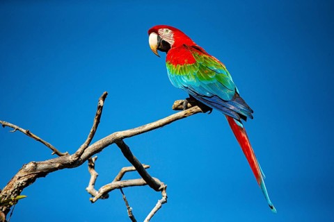 Red-and-green macaw (Ara chloropterus) Buraco das Araras Brazil