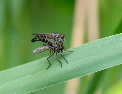 Neoitamus cyanurus, pair of robber flies mating, Mönchbruch, Groß-Gerau, Hesse, Germany