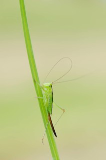Long-winged conehead (Conocephalus fuscus), female nymph, North Rhine-Westphalia, Germany