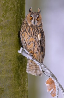 Long-eared owl (Asio otus), sitting on a beech branch covered with hoarfrost in a winter forest,