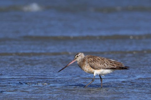 Bar-tailed godwit (Limosa lapponica) foraging in shallow water on beach along the North Sea coast