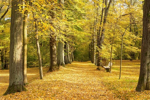 Alley in autumn, park of Hermsdorf Castle, Ottendorf-Ockrilla, Saxony, Germany
