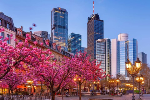 The ornamental cherries on Opernplatz in Frankfurt am Main, near the Alte Oper, are in full bloom