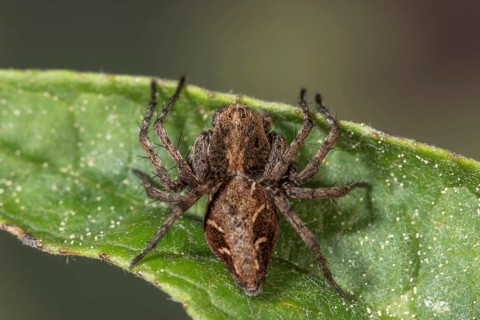 Macro photograph of a lynx spider (Oxyopes ramosus) on a green leaf, clearly showing the texture of