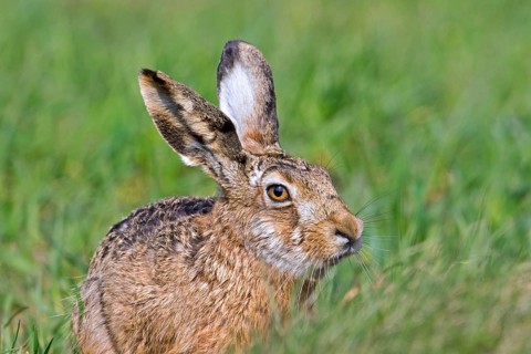 Close-up portrait of European brown hare (Lepus europaeus) sitting in field, grassland in spring