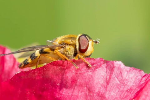 Common hoverfly (Eupeodes corollae) adult insect resting on a garden poppy flower, Suffolk,