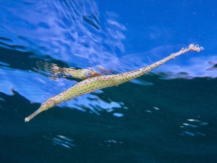 Triangular pipefish (Alligator pipefish) swimming just below the calm water surface, dive site