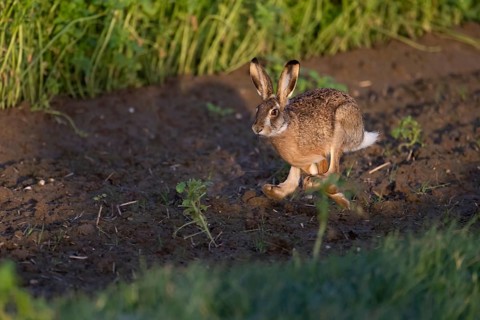 European hare (Lepus europaeus), Neuss, Germany