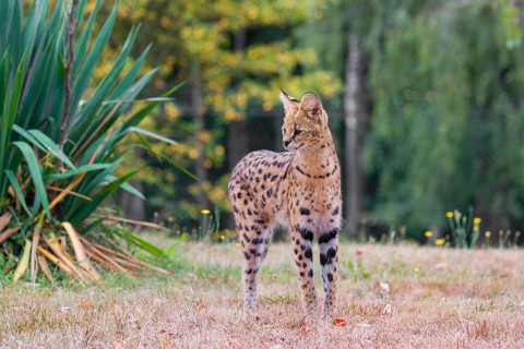 A serval, Leptailurus serval, stands in front of a bush of tall green grass