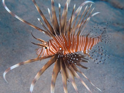 Common lionfish (Pterois volitans)