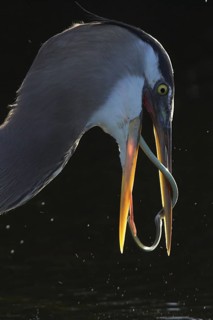 Great Blue Heron (Ardea herodias), Florida, USA