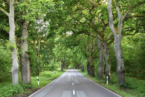 Oak avenue, oaks (Quercus robur) on the island of Rügen, Mecklenburg-Western Pomerania, Germany