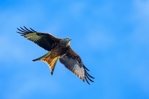 Red Kite, Milvus milvus, bird in flight