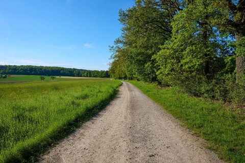 A path leads through a green landscape with trees under a clear blue sky, summer, Gerolzahn,