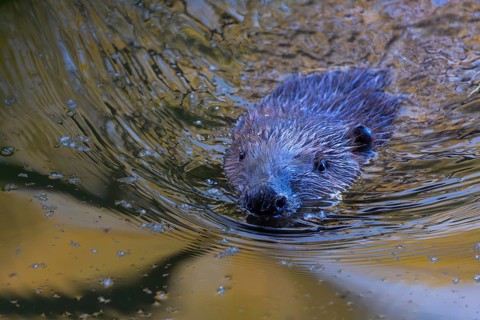 Beaver (Castor fibre), portrait, Schussen, Eriskirch, Lake Constance, Baden-Württemberg, Germany