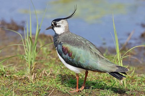 Lapwing (Vanellus vanellus), in splendid plumage, foraging on a moor, wildlife, Lembruch, Ochsen