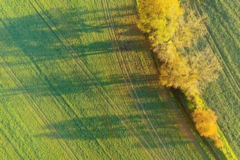Aerial view of a row of trees with autumn leaves casting shadows on path and field, Käbschütztal,