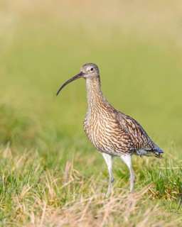 Eurasian curlew (Numenius arquata) standing in a meadow, Wildlife, Animals, Birds, Snipe family