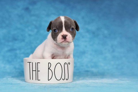Four weeks young purebred pied French Bulldog puppy in dog bowl with text 'The Boss'