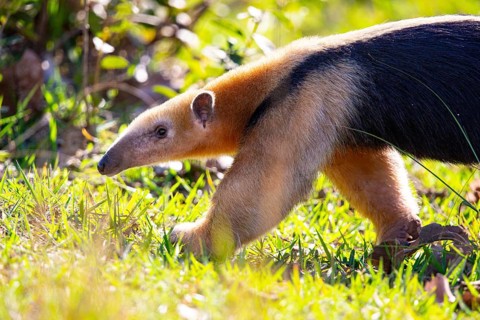 Southern tamandua (Tamandua tetradactyla) Pantanal Brazil
