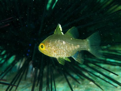 Close-up view of a single fish with bright yellow eyes, flagfin cardinalfish (Ostorhinchus
