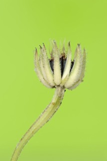 Cretaceous ragwort (Hedypnois rhagadioloides, Hedypnois cretica), fruit stand, Camargue, Provence,