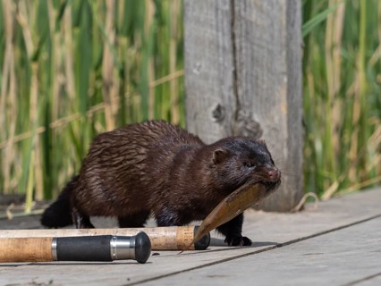 A mink captures a rudd from an angler