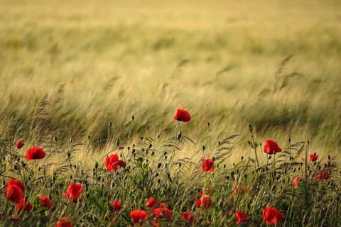 Beautiful picturesque poppy field, June, Germany