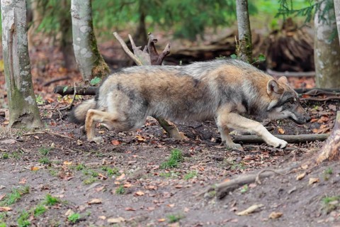 A young grey wolf (Canis lupus lupus) stalks one of its siblings on a cloudy day in the forest