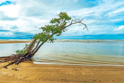 Dry and twisted tree on the beachfront in Serra Grande on the southern coast of the state of Bahia,