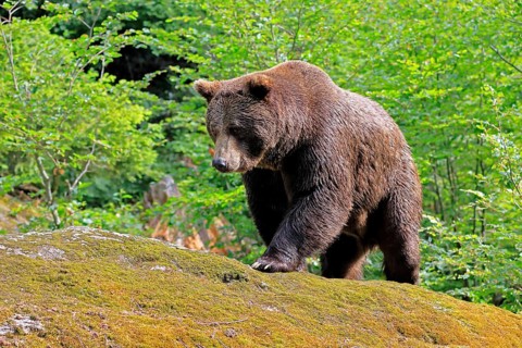 Eurasian brown bear (Ursus arctos arctos), adult, female, foraging, alert, in summer, Bavarian