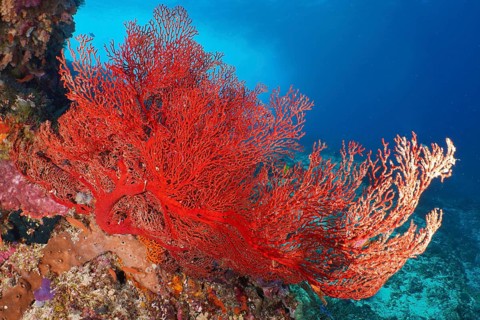 Red knot fan (Melithaea ochracea) shows vivid colours in the deep underwater world, dive site